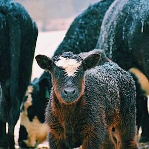 Meet your Posher, Riley